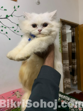 Male Persian cat